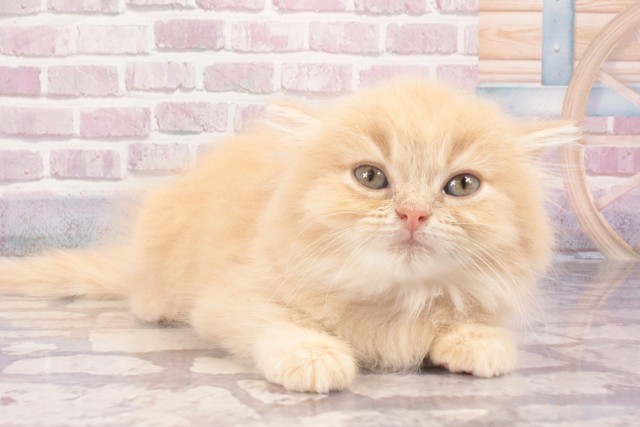 大阪府のマンチカン (Coo&RIKU東大阪店/2025年5月29日生まれ/女の子/クリームタビー)の子猫の2枚目の画像
