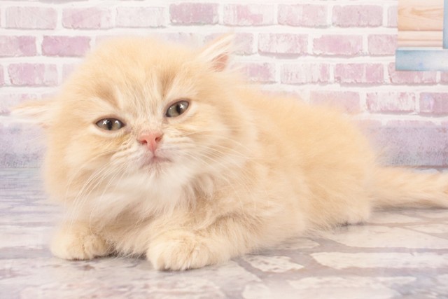 大阪府のマンチカン (Coo&RIKU東大阪店/2025年5月29日生まれ/女の子/クリームタビー)の子猫の3枚目の画像