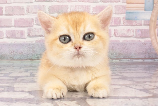 ブリティッシュショートヘアーの子猫（メス♀） 京都河原町店