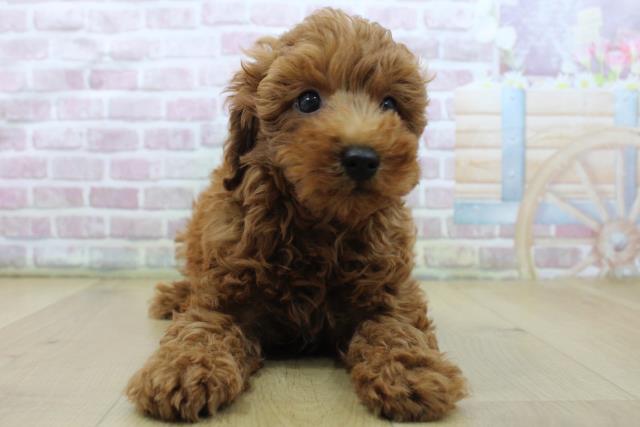福島県のトイプードル(トイ) (Coo&RIKUいわき店/2025年5月29日生まれ/男の子/レッド)の子犬の1枚目の画像