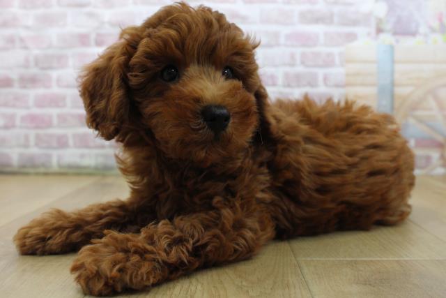 福島県のトイプードル(トイ) (Coo&RIKUいわき店/2025年5月29日生まれ/男の子/レッド)の子犬の2枚目の画像