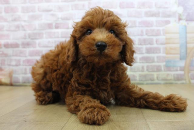 福島県のトイプードル(トイ) (Coo&RIKUいわき店/2025年5月29日生まれ/男の子/レッド)の子犬の3枚目の画像