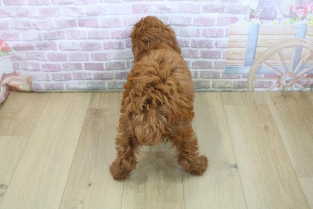 福島県のトイプードル(トイ) (Coo&RIKUいわき店/2025年5月29日生まれ/男の子/レッド)の子犬の4枚目の画像