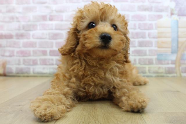 福島県のトイプードル(トイ) (Coo&RIKU郡山店/2025年5月29日生まれ/女の子/レッド)の子犬の1枚目の画像