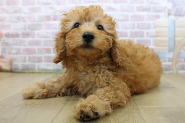 福島県のトイプードル(トイ) (Coo&RIKU郡山店/2025年5月29日生まれ/女の子/レッド)の子犬の2枚目の画像