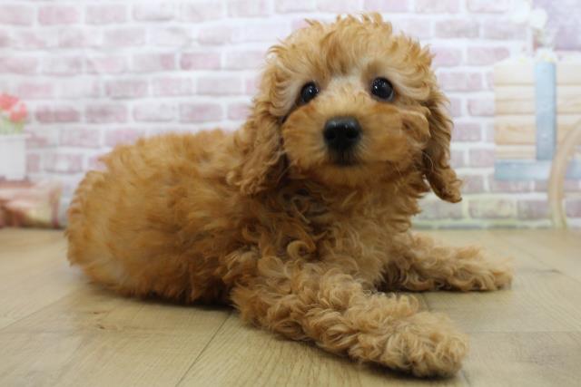 福島県のトイプードル(トイ) (Coo&RIKU郡山店/2025年5月29日生まれ/女の子/レッド)の子犬の3枚目の画像