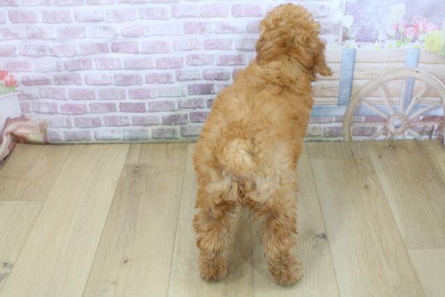 福島県のトイプードル(トイ) (Coo&RIKU郡山店/2025年5月29日生まれ/女の子/レッド)の子犬の4枚目の画像