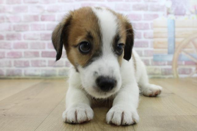 福島県のジャックラッセルテリア (Coo&RIKU郡山店/2025年6月1日生まれ/男の子/ホワイトタン)の子犬の1枚目の画像