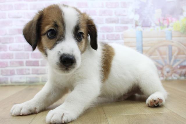 福島県のジャックラッセルテリア (Coo&RIKU郡山店/2025年6月1日生まれ/男の子/ホワイトタン)の子犬の2枚目の画像