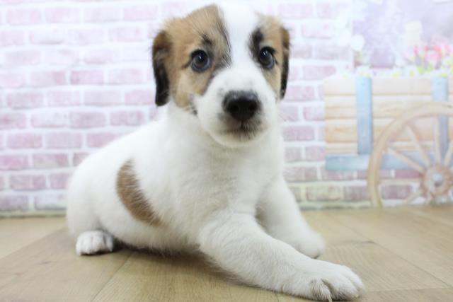 福島県のジャックラッセルテリア (Coo&RIKU郡山店/2025年6月1日生まれ/男の子/ホワイトタン)の子犬の3枚目の画像