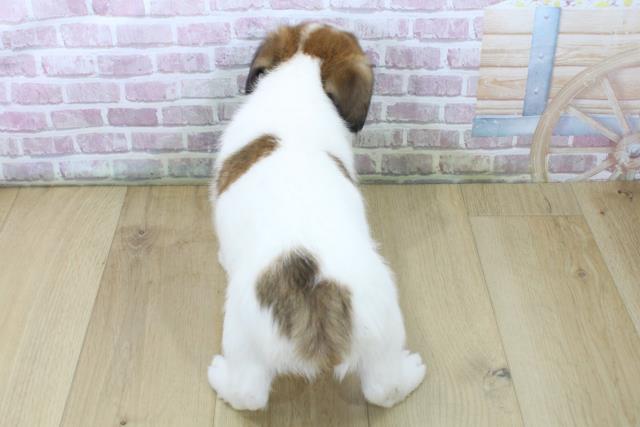 福島県のジャックラッセルテリア (Coo&RIKU郡山店/2025年6月1日生まれ/男の子/ホワイトタン)の子犬の4枚目の画像