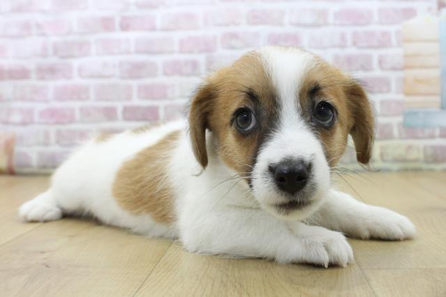 埼玉県のジャックラッセルテリア (Coo&RIKU桶川店/2025年6月1日生まれ/女の子/ホワイトタン)の子犬の3枚目の画像