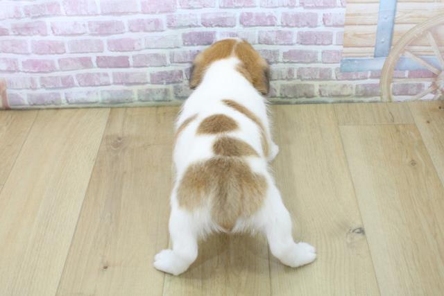埼玉県のジャックラッセルテリア (Coo&RIKU桶川店/2025年6月1日生まれ/女の子/ホワイトタン)の子犬の4枚目の画像