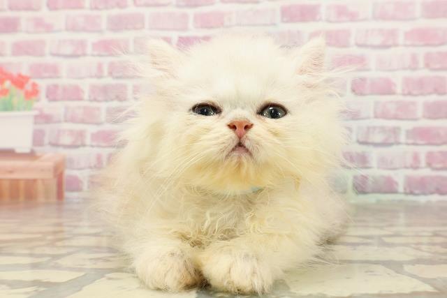 埼玉県のエキゾチック (Coo&RIKU桶川店/2025年5月16日生まれ/男の子/シルバータビー)の子猫の1枚目の画像