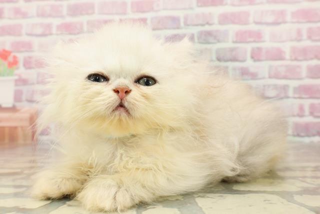 埼玉県のエキゾチック (Coo&RIKU桶川店/2025年5月16日生まれ/男の子/シルバータビー)の子猫の2枚目の画像