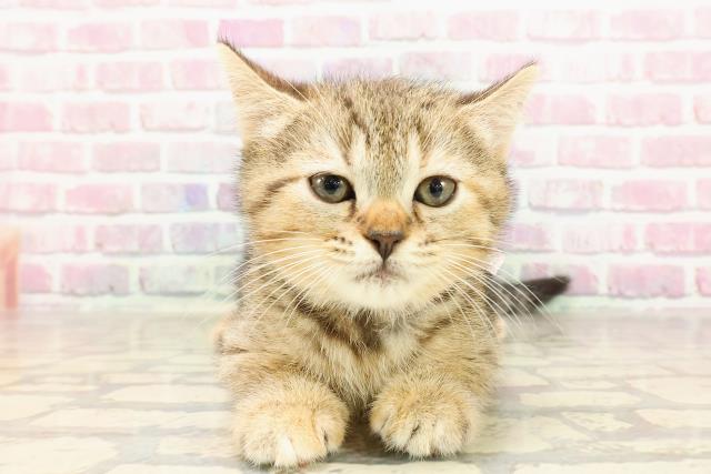 北海道のマンチカン (Coo&RIKU苫小牧店/2025年5月31日生まれ/女の子/ブラウンタビー)の子猫の1枚目の画像