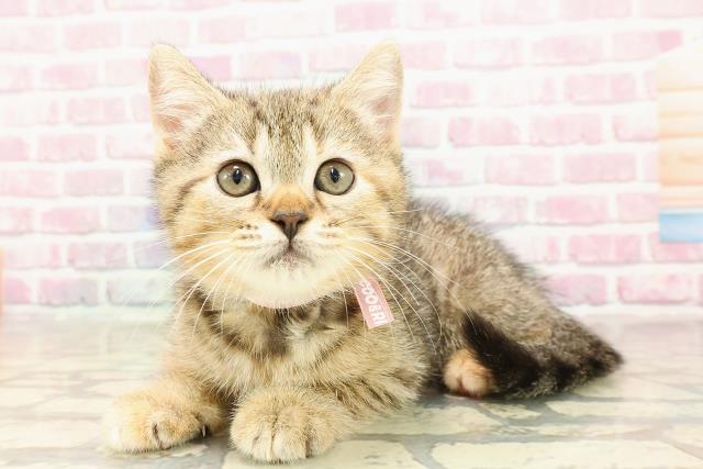 北海道のマンチカン (Coo&RIKU苫小牧店/2025年5月31日生まれ/女の子/ブラウンタビー)の子猫の2枚目の画像