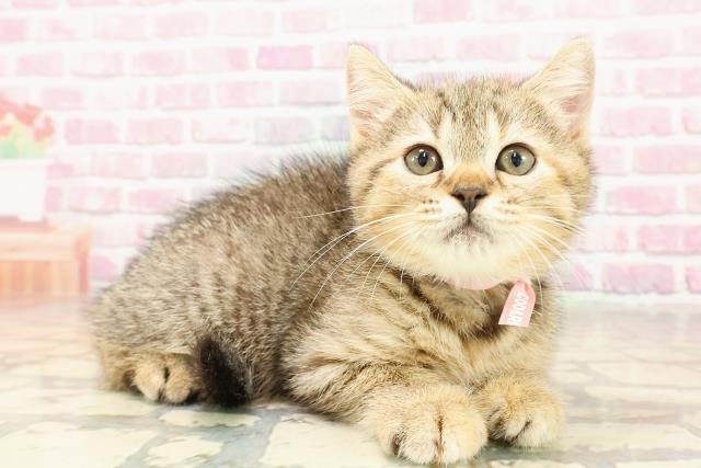 北海道のマンチカン (Coo&RIKU苫小牧店/2025年5月31日生まれ/女の子/ブラウンタビー)の子猫の3枚目の画像