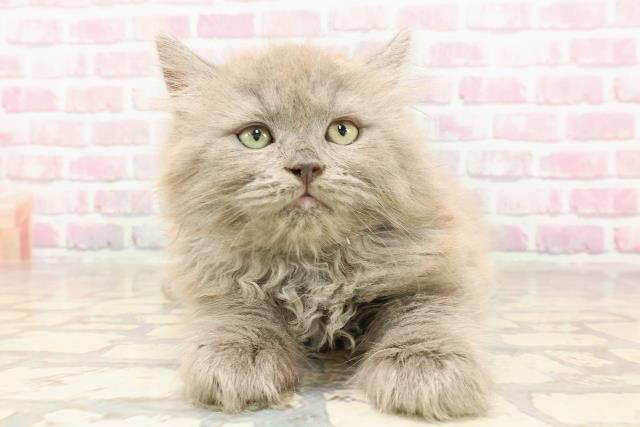 埼玉県のサイベリアン (Coo&RIKUアニマルケアセンター大宮/2025年5月28日生まれ/男の子/ブルー)の子猫の1枚目の画像