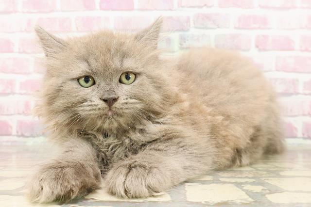 埼玉県のサイベリアン (Coo&RIKUアニマルケアセンター大宮/2025年5月28日生まれ/男の子/ブルー)の子猫の2枚目の画像
