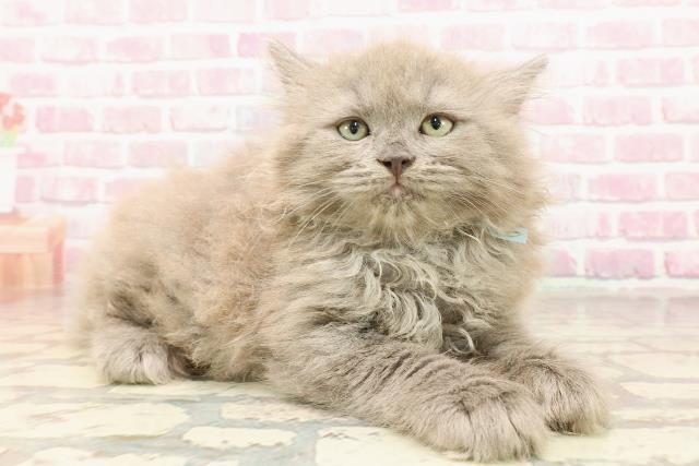 埼玉県のサイベリアン (Coo&RIKUアニマルケアセンター大宮/2025年5月28日生まれ/男の子/ブルー)の子猫の3枚目の画像