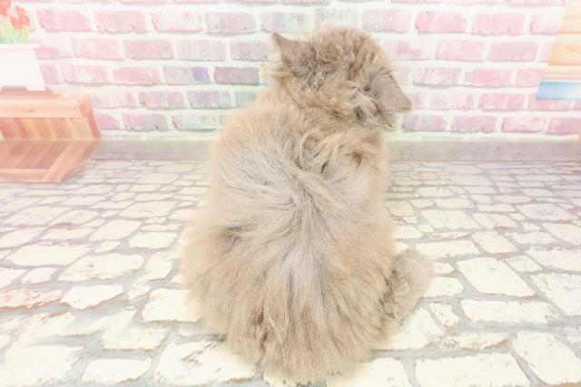 埼玉県のサイベリアン (Coo&RIKUアニマルケアセンター大宮/2025年5月28日生まれ/男の子/ブルー)の子猫の4枚目の画像