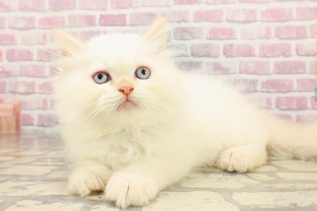東京都のヒマラヤン (Coo&RIKU自由が丘店/2025年6月1日生まれ/男の子/レッドポイント)の子猫の2枚目の画像