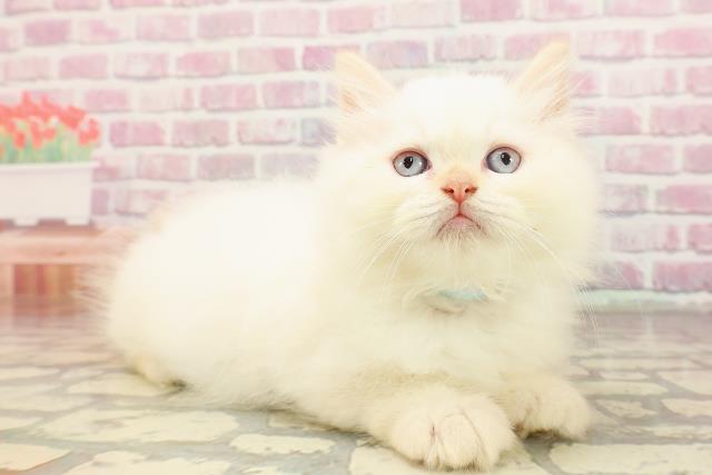東京都のヒマラヤン (Coo&RIKU自由が丘店/2025年6月1日生まれ/男の子/レッドポイント)の子猫の3枚目の画像