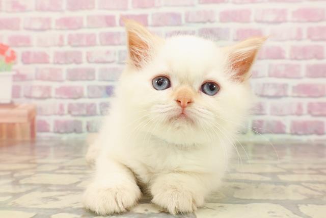 東京都のヒマラヤン (Coo&RIKU阿佐ヶ谷店/2025年6月1日生まれ/男の子/レッドポイント)の子猫の1枚目の画像
