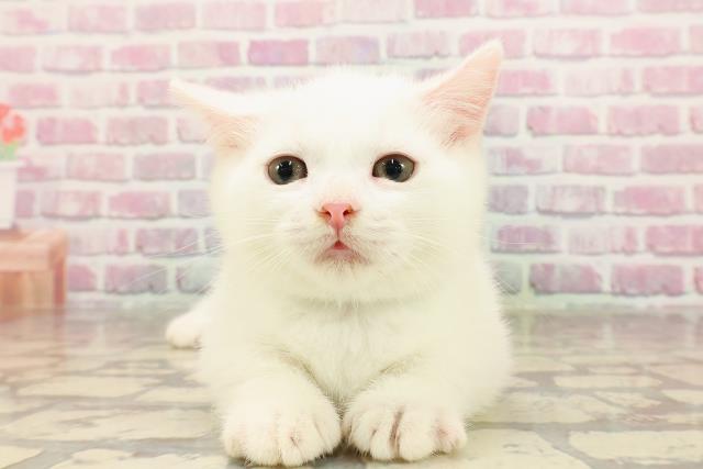東京都のマンチカン (Coo&RIKU広尾店/2025年5月31日生まれ/男の子/ホワイト)の子猫