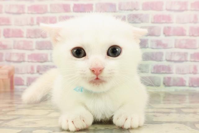 東京都のマンチカン (Coo&RIKU赤坂店/2025年5月31日生まれ/男の子/ホワイト)の子猫の1枚目の画像