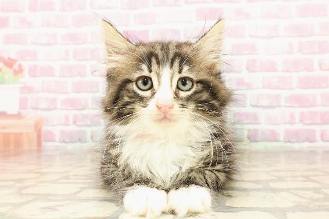 ノルウェージャン・フォレストキャット