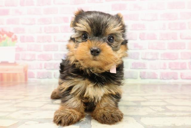 福島県のヨークシャーテリア (Coo&RIKU郡山店/2025年6月1日生まれ/女の子/スチールブルータン)の子犬の1枚目の画像