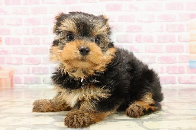 福島県のヨークシャーテリア (Coo&RIKU郡山店/2025年6月1日生まれ/女の子/スチールブルータン)の子犬の2枚目の画像