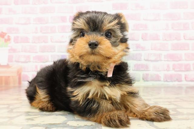 福島県のヨークシャーテリア (Coo&RIKU郡山店/2025年6月1日生まれ/女の子/スチールブルータン)の子犬の3枚目の画像