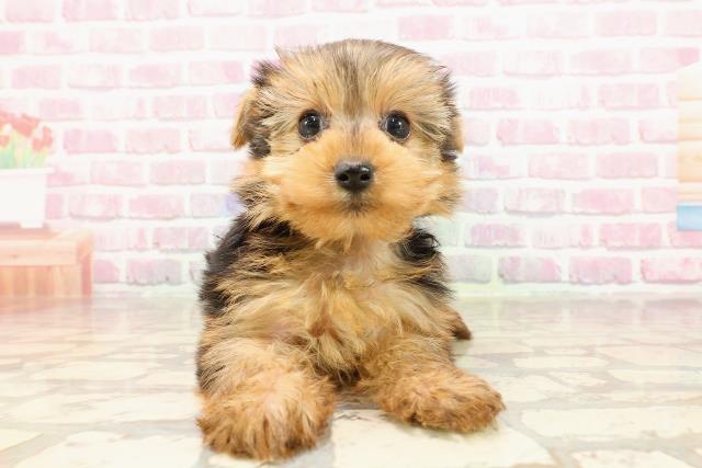新潟県のヨークシャーテリア (Coo&RIKU長岡店/2025年6月1日生まれ/女の子/スチールブルータン)の子犬の1枚目の画像