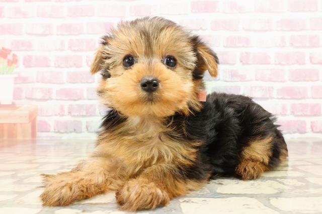 新潟県のヨークシャーテリア (Coo&RIKU長岡店/2025年6月1日生まれ/女の子/スチールブルータン)の子犬の2枚目の画像