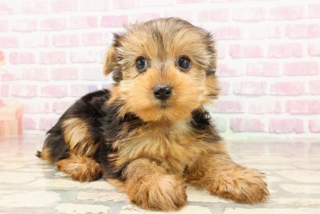 新潟県のヨークシャーテリア (Coo&RIKU長岡店/2025年6月1日生まれ/女の子/スチールブルータン)の子犬の3枚目の画像