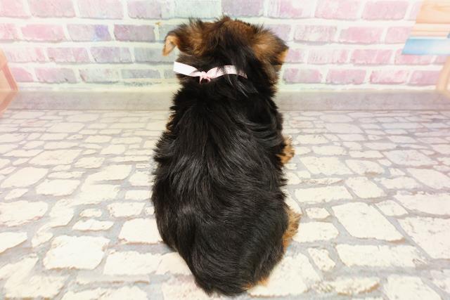 新潟県のヨークシャーテリア (Coo&RIKU長岡店/2025年6月1日生まれ/女の子/スチールブルータン)の子犬の4枚目の画像