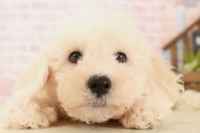 岡山県のビションフリーゼ (Coo&RIKU岡山店/2025年5月31日生まれ/男の子/ホワイト)の子犬の1枚目の画像