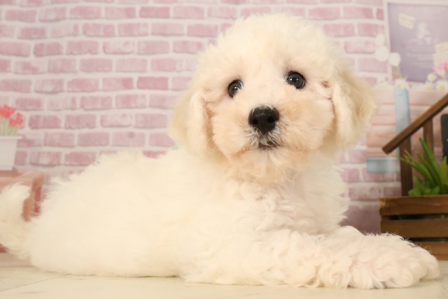 岡山県のビションフリーゼ (Coo&RIKU岡山店/2025年5月31日生まれ/男の子/ホワイト)の子犬の2枚目の画像