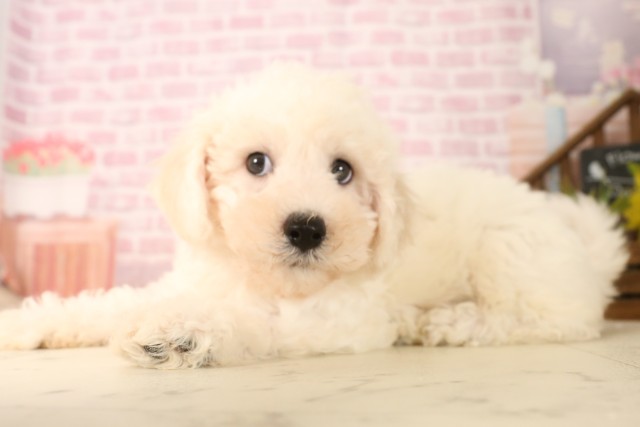 岡山県のビションフリーゼ (Coo&RIKU岡山店/2025年5月31日生まれ/男の子/ホワイト)の子犬の3枚目の画像