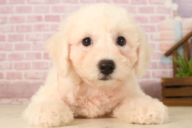 広島県のビションフリーゼ (Coo&RIKU広島中央店/2025年5月31日生まれ/女の子/ホワイト)の子犬の1枚目の画像