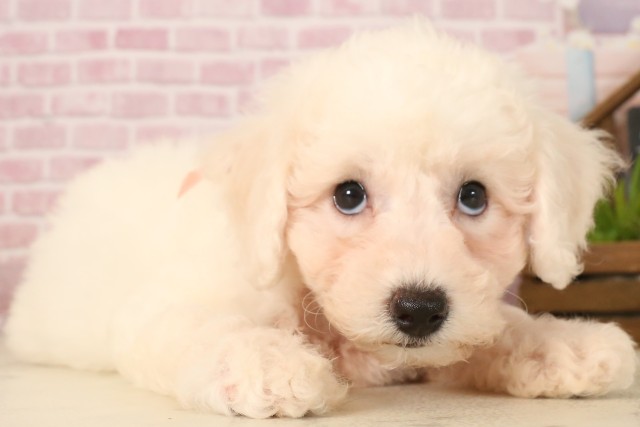 広島県のビションフリーゼ (Coo&RIKU広島中央店/2025年5月31日生まれ/女の子/ホワイト)の子犬の2枚目の画像