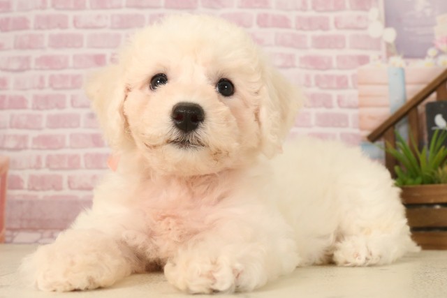 広島県のビションフリーゼ (Coo&RIKU広島中央店/2025年5月31日生まれ/女の子/ホワイト)の子犬の3枚目の画像