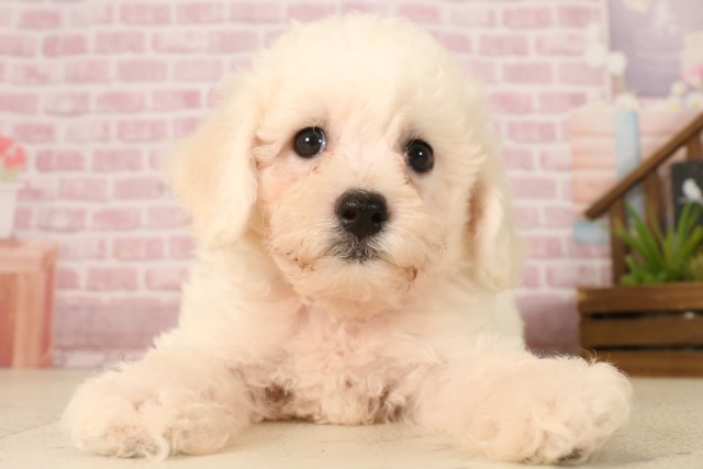 愛媛県のビションフリーゼ (Coo&RIKU愛媛松山店/2025年5月31日生まれ/女の子/ホワイト)の子犬