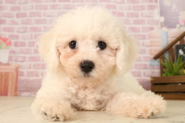 広島県のビションフリーゼ (Coo&RIKU広島北店/2025年5月31日生まれ/女の子/ホワイト)の子犬の1枚目の画像