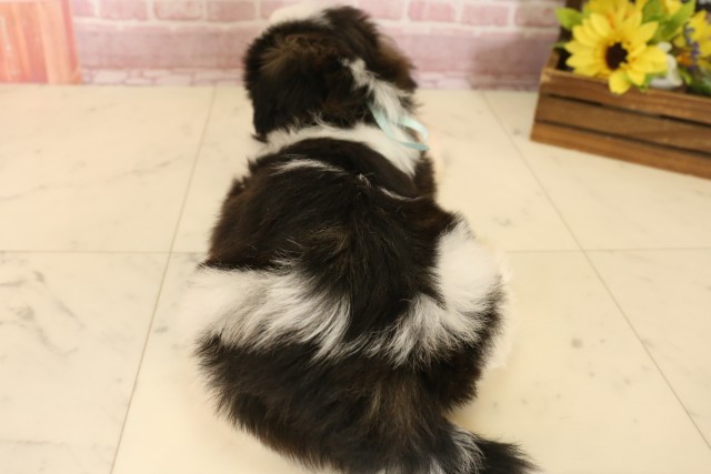 大阪府のシーズー (Coo&RIKU高槻店/2025年5月28日生まれ/男の子/ゴールドホワイト)の子犬の4枚目の画像