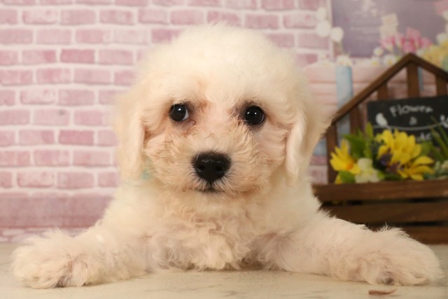 滋賀県のビションフリーゼ (Coo&RIKU長浜店/2025年5月31日生まれ/男の子/ホワイト)の子犬の1枚目の画像