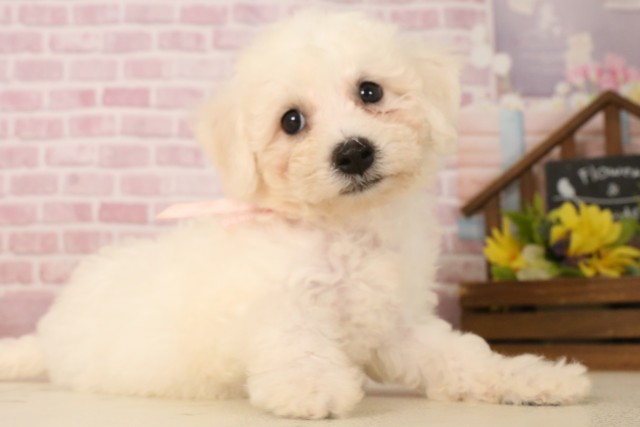 奈良県のビションフリーゼ (Coo&RIKU奈良新庄店/2025年5月31日生まれ/女の子/ホワイト)の子犬の2枚目の画像